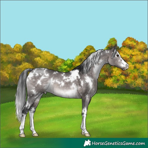 Horse Color:Platinum White Spotted Brown Dun