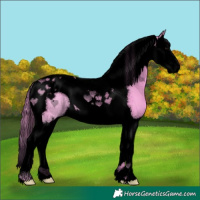 Horse Color:Void Watercolor Black Splash Tobiano 