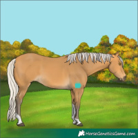 Horse Color:Silver Buckskin Tobiano