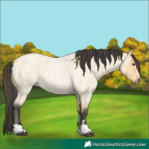 Horse Color:Buckskin Roan 