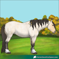 Horse Color:Buckskin Roan 