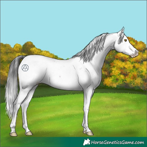 Horse Color:Brown Sabino 