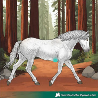 Horse Color:Gray White Spotted Silver Buckskin Dun 