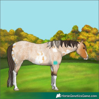 Horse Color:Buckskin Sabino Splash Near Leopard  and Buckskin Roan Splash 