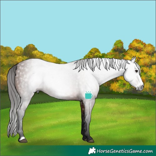 Horse Color:Gray Bay Frame 