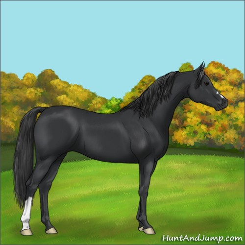Horse Color:Black and Black
