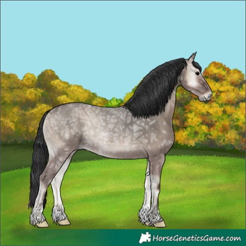 Horse Color:Grullo Ice Onyx Rabicano 