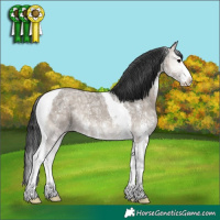 Horse Color:Grullo Ice Onyx Sabino Tobiano 