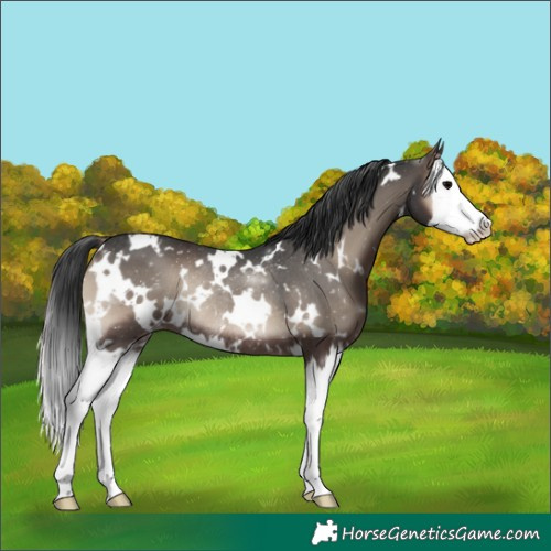 Horse Color:White Spotted Blue Onyx Splash Rabicano 