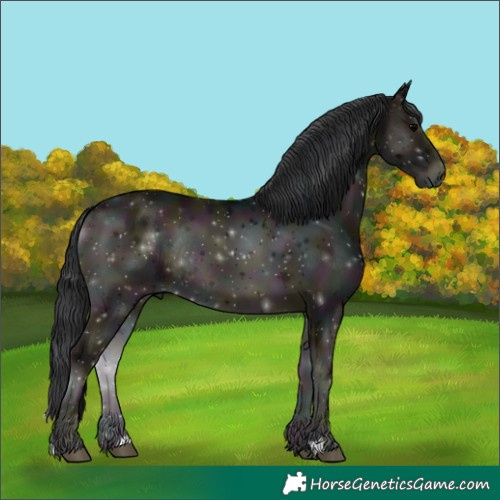 Horse Color:Midnight Blue Onyx Rabicano 