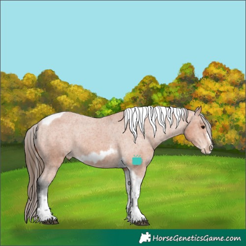 Horse Color:Bay Tobiano Frame Appaloosa 