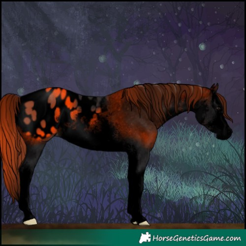 Horse Color:Void White Spotted Smoky Black Splash Appaloosa 