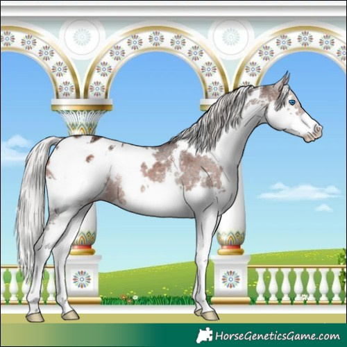 Horse Color:White Spotted Silver Brown Splash Varnish Rabicano