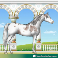 Horse Color:White Spotted Silver Brown Splash Appaloosa Rabicano
