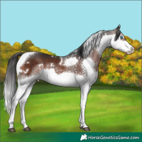 Horse Color:White Spotted Brown Splash Tobiano 