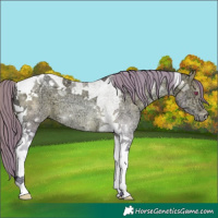 Horse Color:Watercolor Brown Chinchilla Ice Pearl Tobiano 