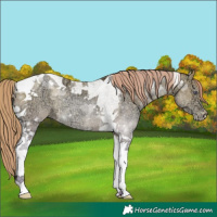 Horse Color:Watercolor Brown Chinchilla Ice Snowdrop Pearl Tobiano 