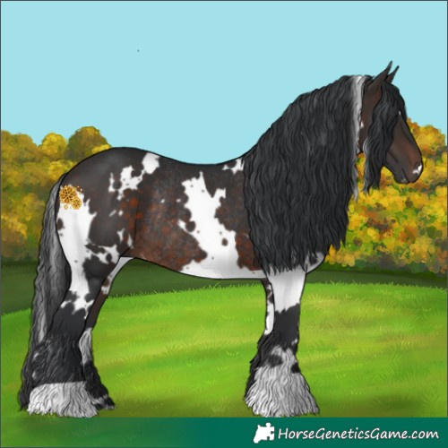 Horse Color:White Spotted Brown Rabicano 