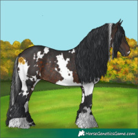 Horse Color:White Spotted Brown Rabicano 