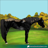 Horse Color:Void Buckskin Dun Splash 