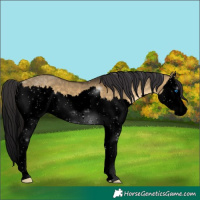 Horse Color:Void Buckskin Dun Splash 