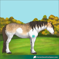 Horse Color:Buckskin Sabino Splash