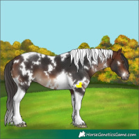 Horse Color:White Spotted Brown Tobiano 