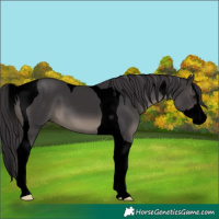 Horse Color:Void Smoky Black Splash Tobiano 