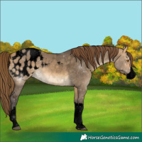 Horse Color:Void Buckskin Dun Splash Appaloosa 