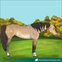 Horse Color:Buckskin Dun 