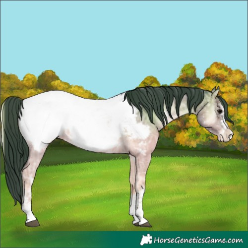 Horse Color:Brown Ice Onyx Near Fewspot
