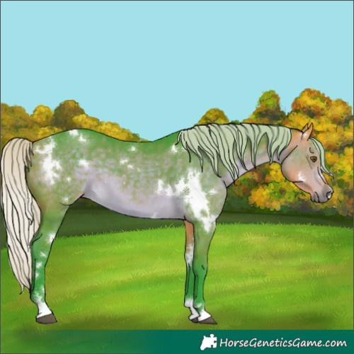 Horse Color:Watercolor White Spotted Silver Buckskin 