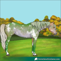 Horse Color:Watercolor White Spotted Silver Buckskin