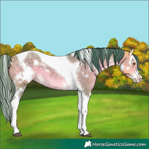 Horse Color:Watercolor White Spotted Buckskin Dun Splash Tobiano 