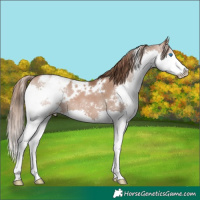 Horse Color:White Spotted Black Pearl Sabino Splash Varnish 
