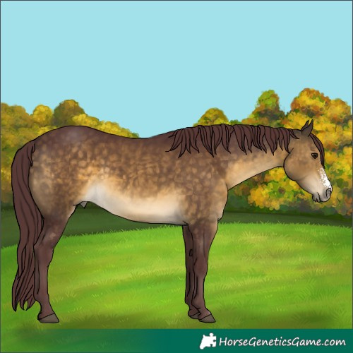 Horse Color:Chocolate Buckskin Sabino 