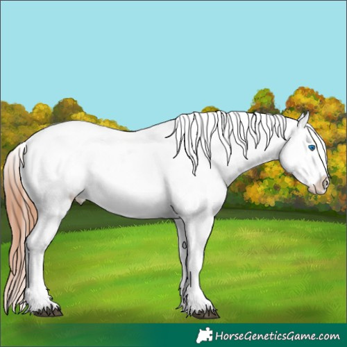 Horse Color:Bay Splash Appaloosa