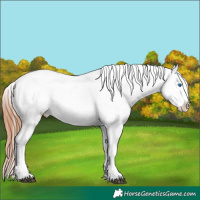 Horse Color:Bay Splash Appaloosa 