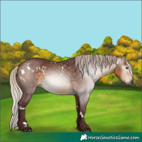 Horse Color:Gray White Spotted Chocolate Silver Buckskin 