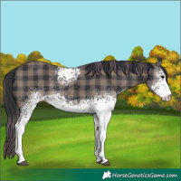Horse Color:Plaid  White Spotted Black 