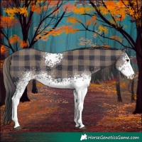 Horse Color:Plaid  White Spotted Black 