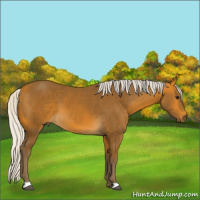 Horse Color:Silver Buckskin 