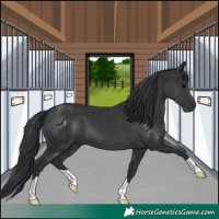 Horse Color:Black 