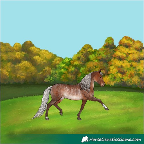 Horse Color:Silver Brown Appaloosa Rabicano 
