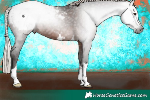 Horse Color:Gray Silver Brown Appaloosa 