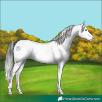 Horse Color:Brown Sabino