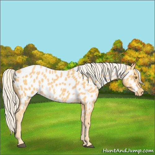 Horse Color:Palomino Appaloosa and Palomino Appaloosa Rabicano