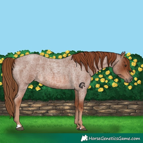 Horse Color:Red Roan 