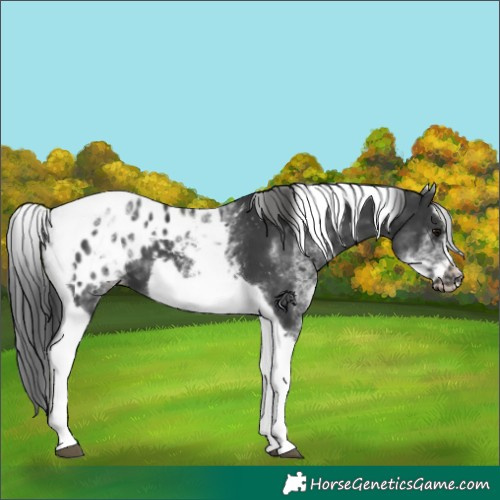 Horse Color:White Spotted Black Splash Tobiano Frame Appaloosa 