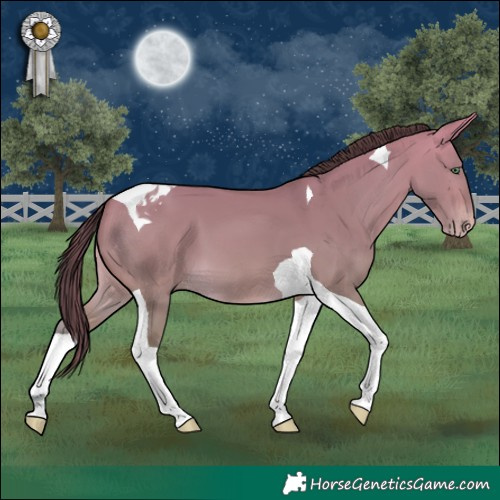 Horse Color:Sable Cream Champagne Dun Tobiano